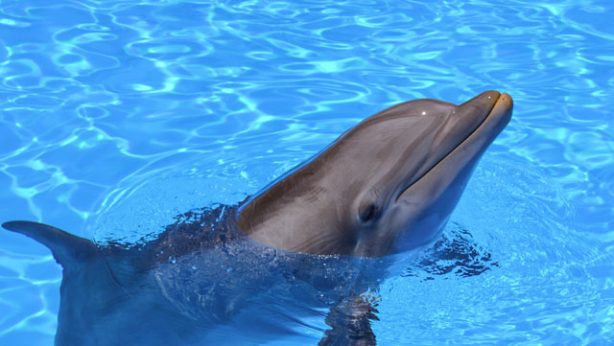 Imprisoned dolphin in marine park
