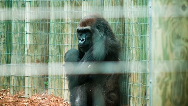 Caged ape