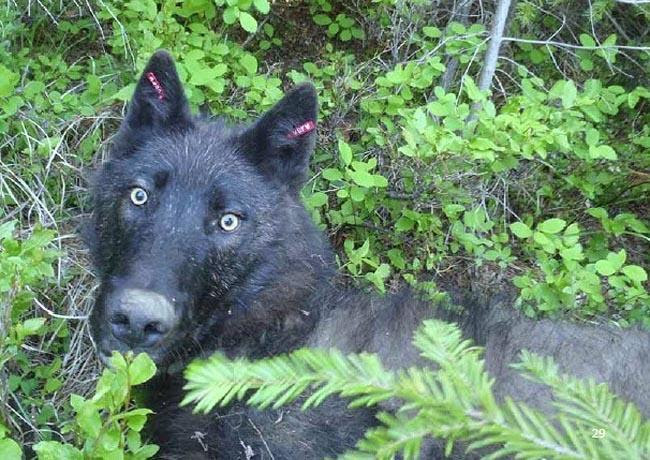 How Going Vegan Could Save Endangered Wolves In Washington