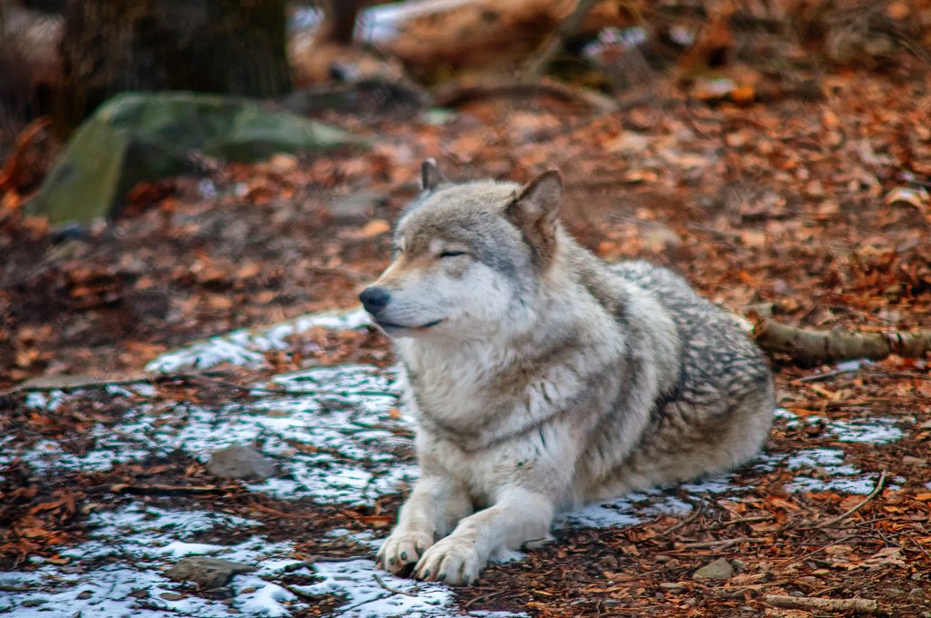 How to Fight for Wolves in Washington
